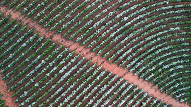 Drone mostrando o relevo acidentado e as curvas de n&iacute;vel do cafezal em flor na primavera.