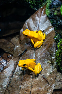 Two golden poison frogs resting on a wet leaf