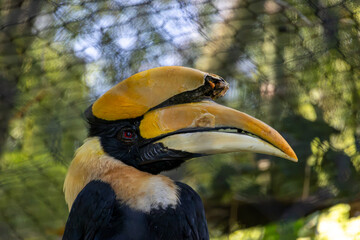 Great hornbill portrait with large yellow casque © Robert Arango L
