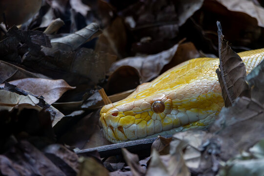 Close view of an albino python head