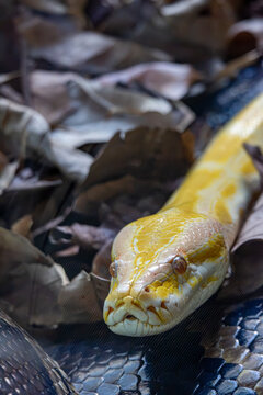 Front view of an albino python on leaf litter