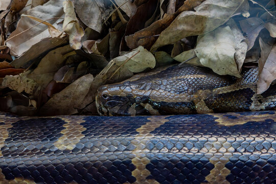 Large patterned python coiled among dry leaves