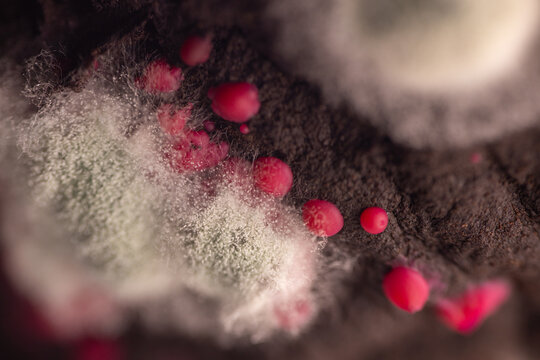 Close-up view of mold growth with red spores on a dark surface, showcasing intricate textures and colors in a natural decay environment