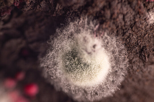 Close-up of mold growth on organic material, showcasing white and green spores against a dark, textured background with hints of red organic matter