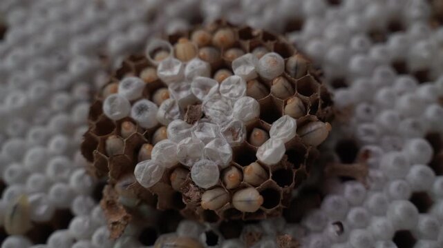 Close-Up of Wasp Nest Honeycomb Cells with Developing Pupae and Larvae
