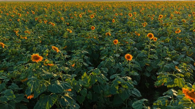 Aerial view of a vast field of blooming sunflowers with vibrant yellow petals and green leaves under soft sunlight in Kakheti, Georgia.