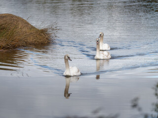 Mute Swans Swimming in Wetland at Le Teich Bird Reserve, Arcachon, France © JuanCarlos
