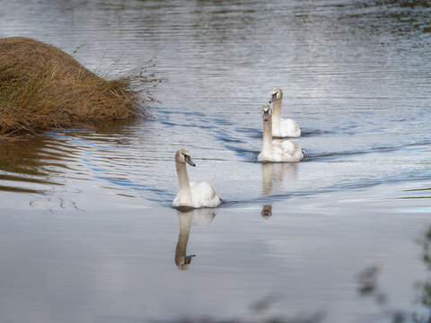 Mute Swans Swimming in Wetland at Le Teich Bird Reserve, Arcachon, France