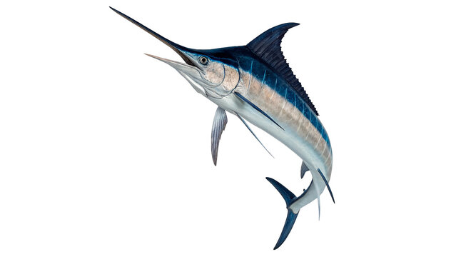 Dynamic swordfish marlin marine fish isolated oceanic predator wildlife element