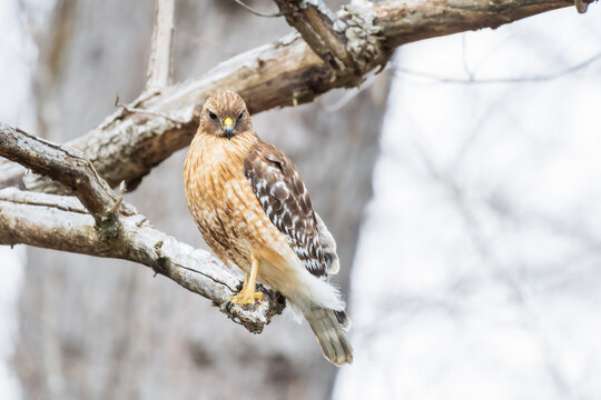 Red-shouldered hawk perching on a tree branch. Chesapeake and Ohio Canal National Historical Park. Maryland