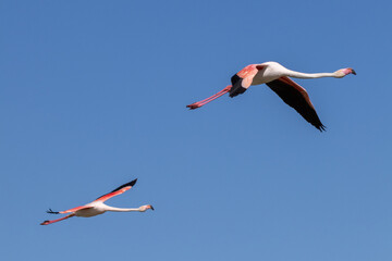 Flamants roses © Pascal