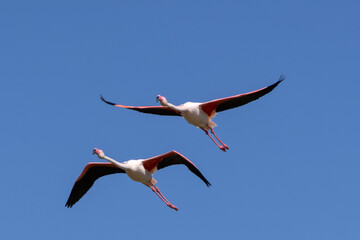 Flamants roses en vol © Pascal