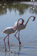 Flamants roses © Pascal