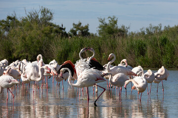 Flamants roses © Pascal