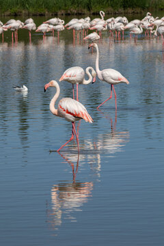 Flamants roses en Camargue