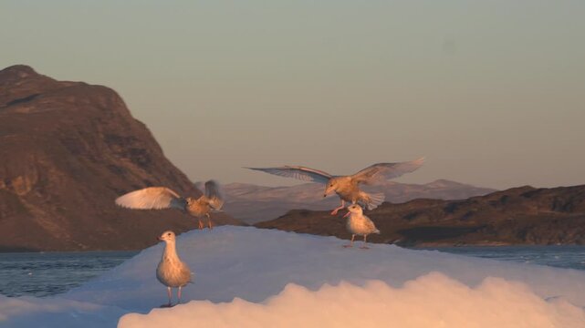 Gull Landing on Iceberg at Golden Hour Near Nuuk Greenland