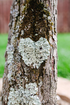 Heart-shaped Lichen on Tree