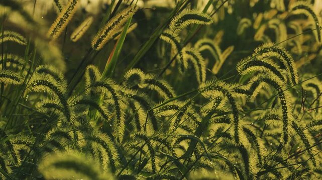 green grass background