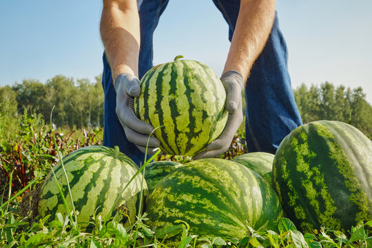 Person with gloves gathering fresh organic watermelon from rural farm during harvest season