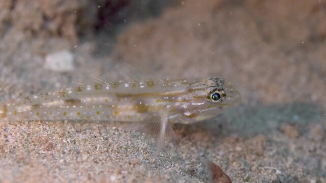 Close-Up of Small Caribbean Goby Coryphopterus Species Resting on Sandy Seafloor in Saint Croix, U.S. Virgin Islands
