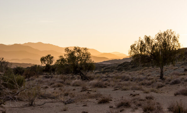 A few remote cape ebony schrubs in the barren landscape of the Richtersveld, with the distant mountains golden in the morning light in the background. 