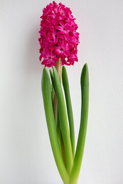 Pink hyacinth flower with vibrant blossoms and green leaves against a plain white background, showcasing its natural beauty and floral characteristics