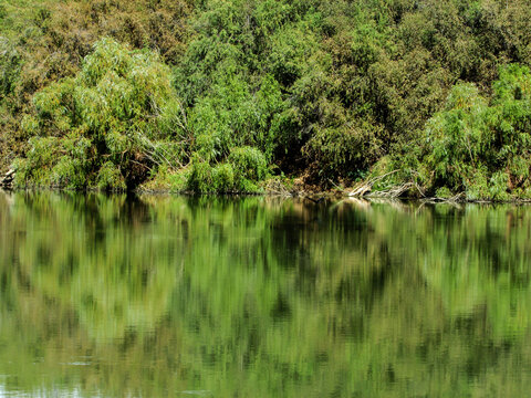 Lush growth, on the Riverbank of the Orange River in South Africa, reflecting in the water
