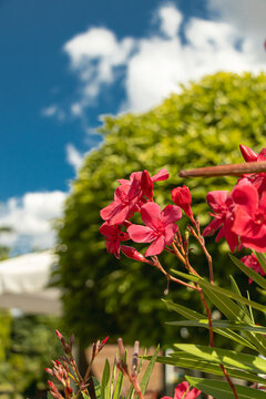 Red oleander flowers with narrow green leaves against blue sky and soft garden bokeh in summer sunlight