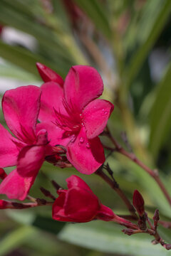 Red oleander flowers with water droplets and narrow green leaves in a soft garden background close up