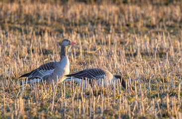 Greylag geese couple grazing on a field in spring © Tommi Syvänperä 