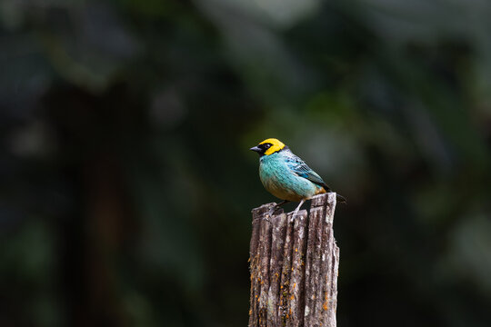 Saffron-crowned Tanager (Tangara xanthocephala) perched on wooden post in Sumaco cloud forest, Ecuador