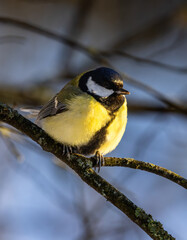 Great tit in winter sitting on a branch © Tommi Syvänperä 