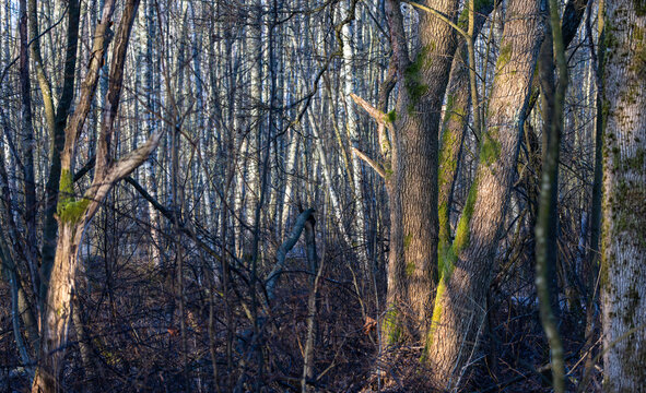 Black alder forest in coastal marshland
