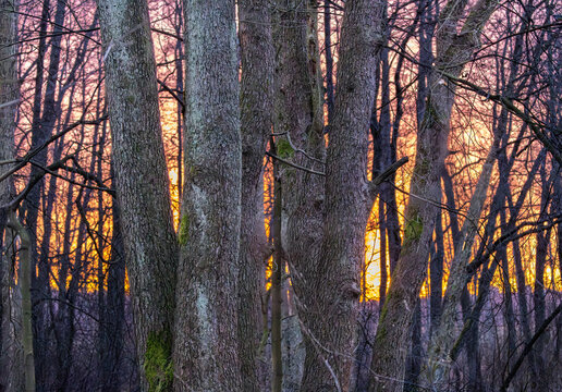 Black alder coastal marsh forest in sunrise