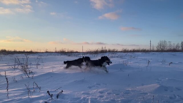 Two dogs are playing, running after each other across a snow‑covered field on a sunny winter day, leaving tracks behind them.
