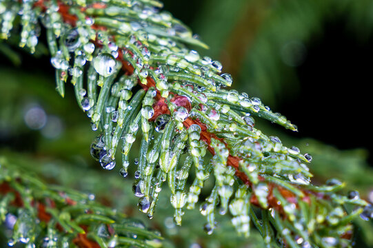 Macro water droplets clinging to the needles of a twig of a coniferous tree. Water droplets beading up on the needles of the spruce tree