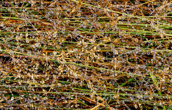 Fine grass stems covered in glistening morning dew drops that catch the light. A dense thicket of grass stalks and heavily covered in sparkling morning dew droplets