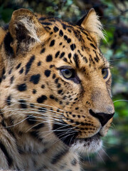 Amur leopard (Panthera pardus orientalis) © dennisjacobsen
