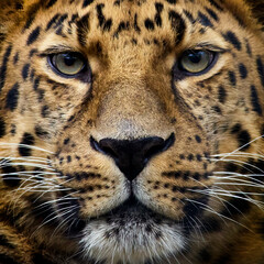 Amur leopard (Panthera pardus orientalis) © dennisjacobsen