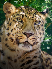 Amur leopard (Panthera pardus orientalis) © dennisjacobsen