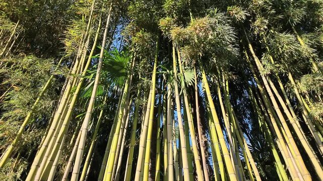 Sunlight illuminates the green and golden bamboo stems, while palm-like foliage and blue sky appear between the plants