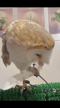 Curious barn owl playing with a single white feather while sitting on a perch in this close up video animation