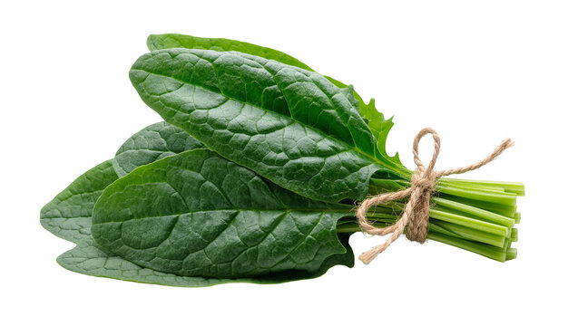 Fresh green spinach leaves tied with twine, isolated on transparent background