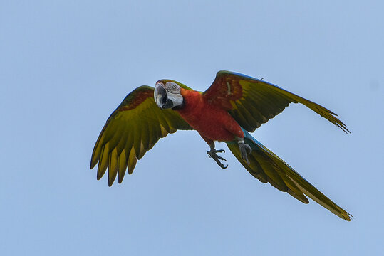 A macaw is flying freely in the sky.