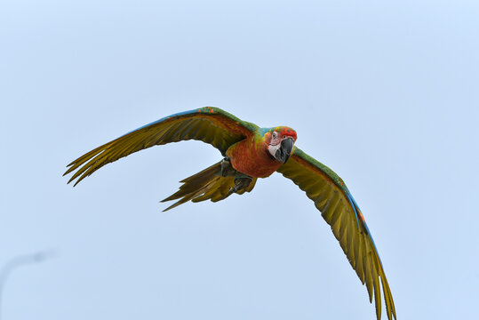 A macaw is flying freely in the sky.