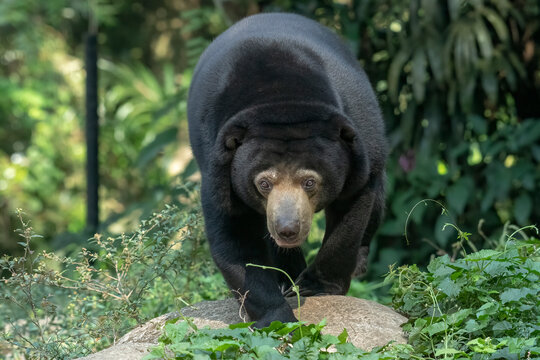 Sun bear is walking among the grass bushes