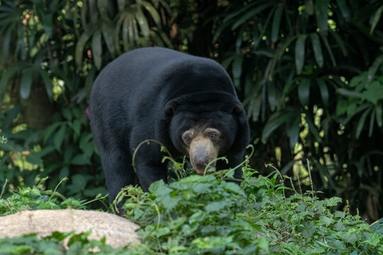 Sun bear is walking among the grass bushes