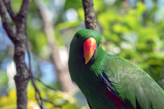 a male Eclectus Parrot with vivid green feathers and a bright orange-red beak