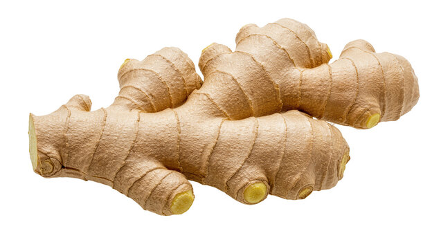 Raw ginger root with textured brown skin, isolated on transparent background