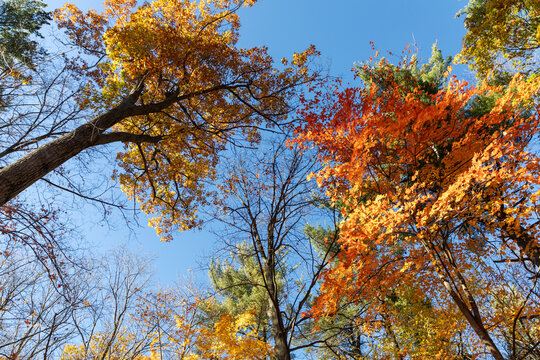 Looking up at vibrant orange and yellow tree leaves in fall forest. Low angle view of colorful autumn tree canopy under clear blue sky